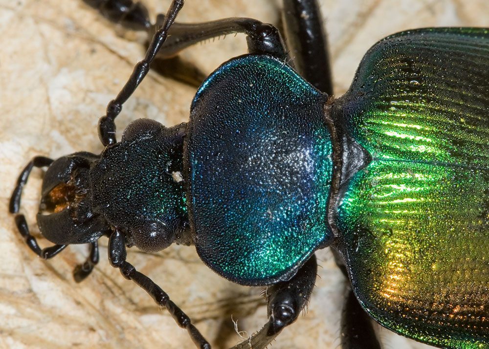 Calosoma sycophanta