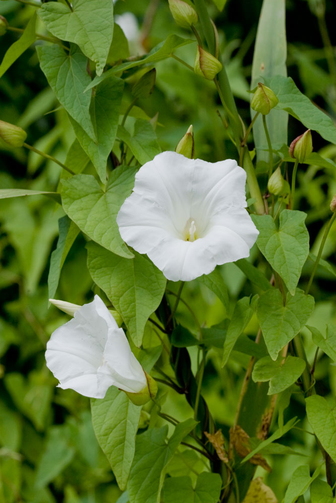 Convolvulus sepium (=Calystegia sepium) / Vilucchione