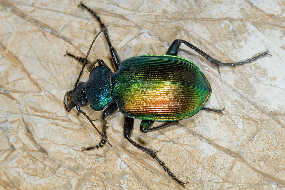 Calosoma sycophanta