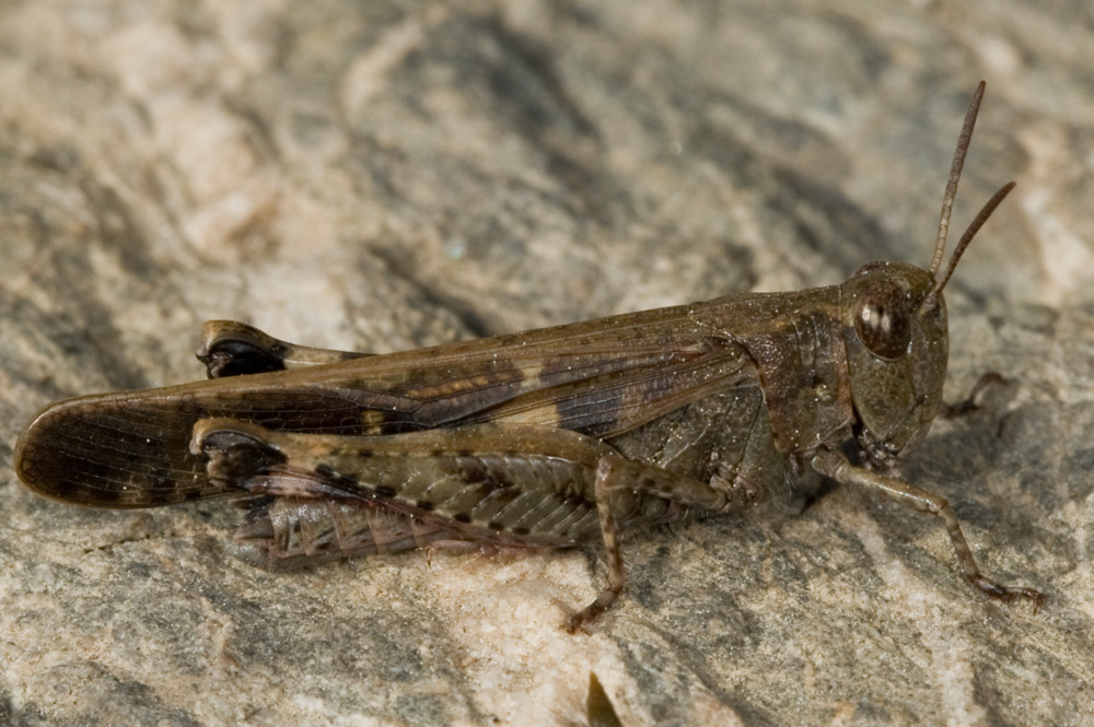 Altro acrididae dell''Elba: Aiolopus strepens