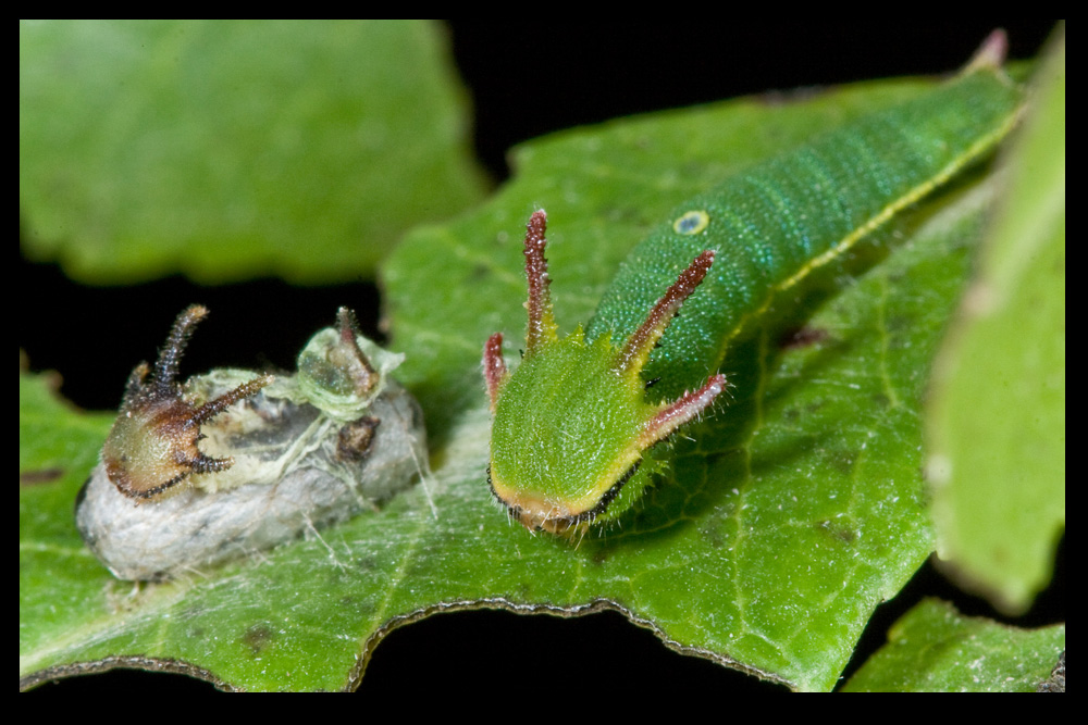 Bruco di Charaxes jasius e suo simile pi sfortunato.