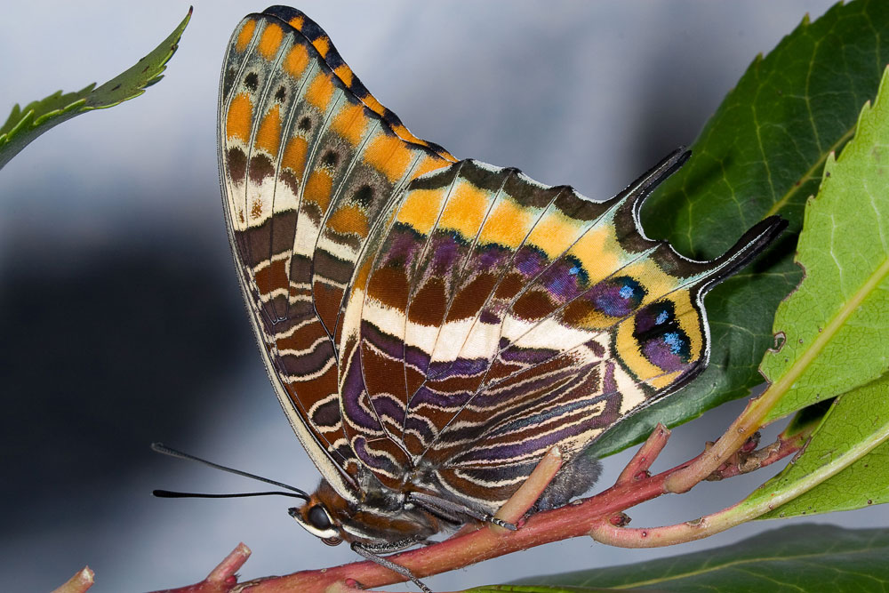 Charaxes jasius in Umbria