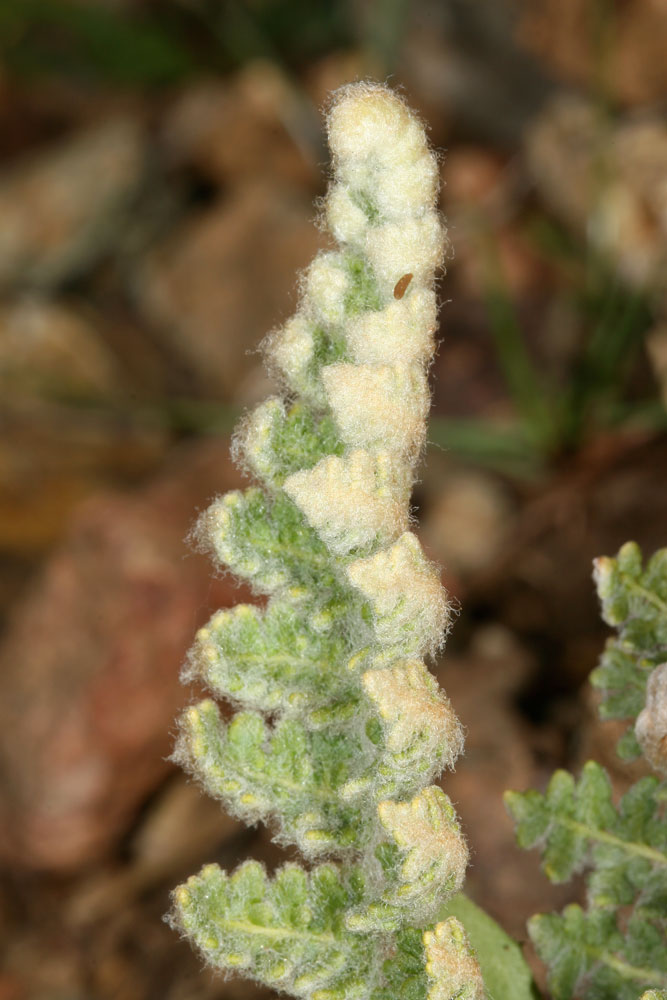 Cosentinia vellea / Felcetta catanese