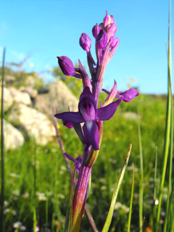 Orchis Laxiflora.......?