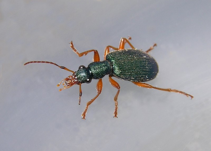 Drypta dentata.....proseguiamo con i Carabidi