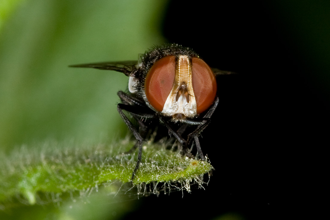 Ditterino juventino: Sarcophagidae s. F. Miltogramminae