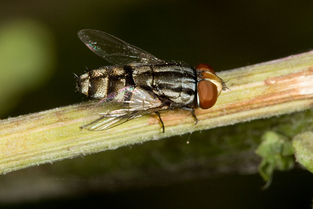 Ditterino juventino: Sarcophagidae s. F. Miltogramminae