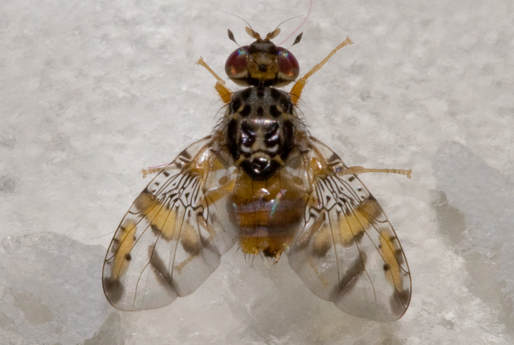 E'' lei la fantomatica Ceratitis capitata?