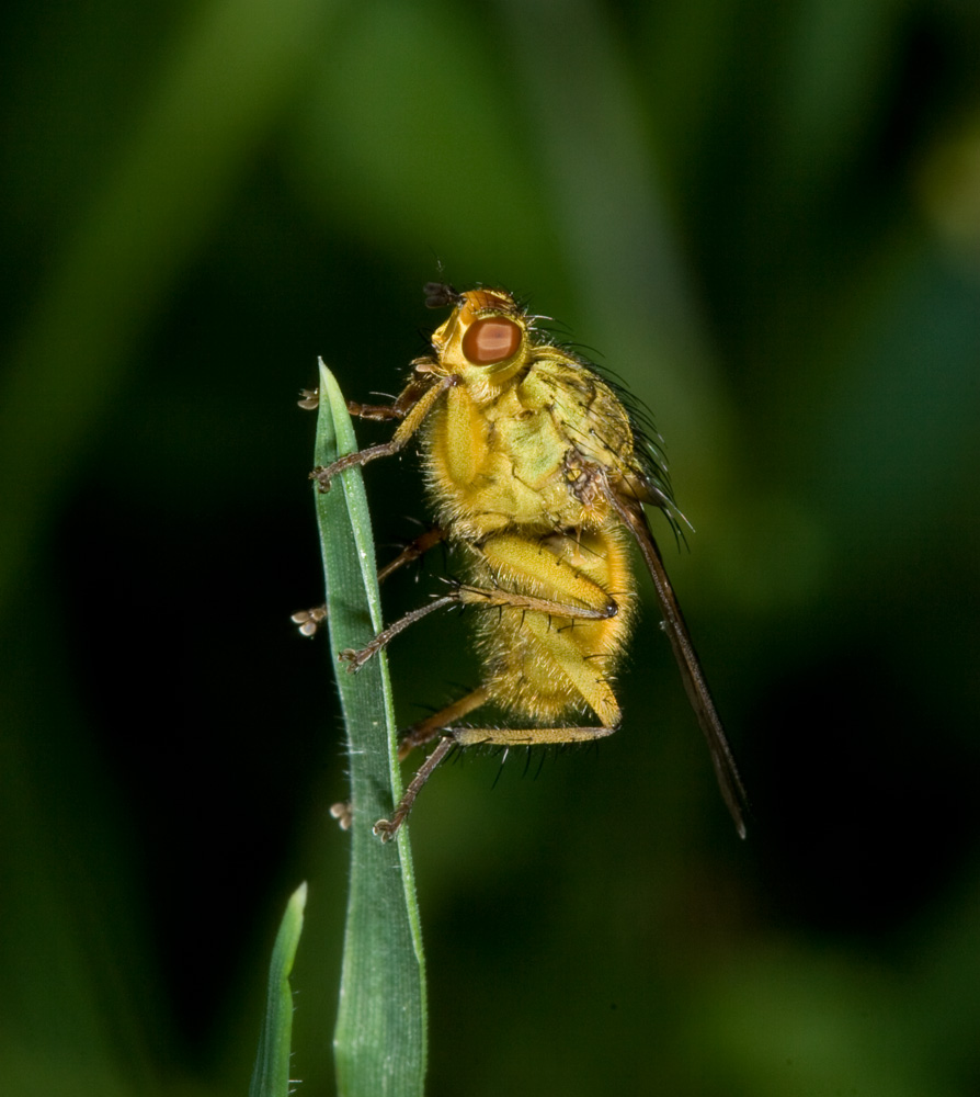 Scathophaga stercoraria