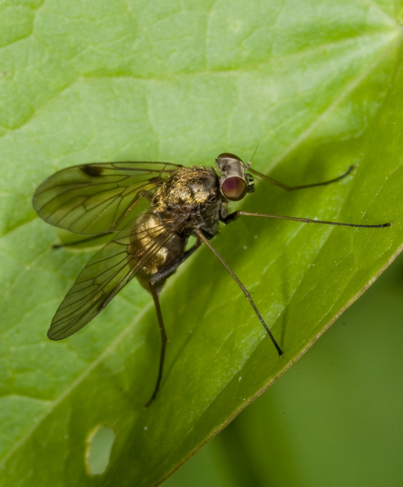 Rhagionidae (cf. Chrysopilus)