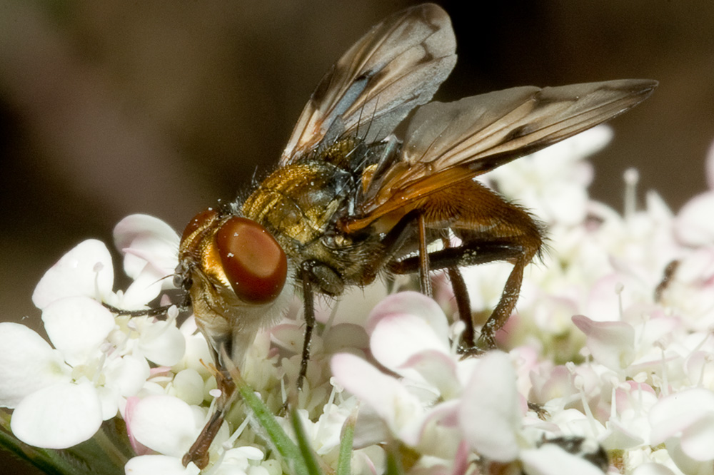 Ectophasia sp. (Tachinidae)
