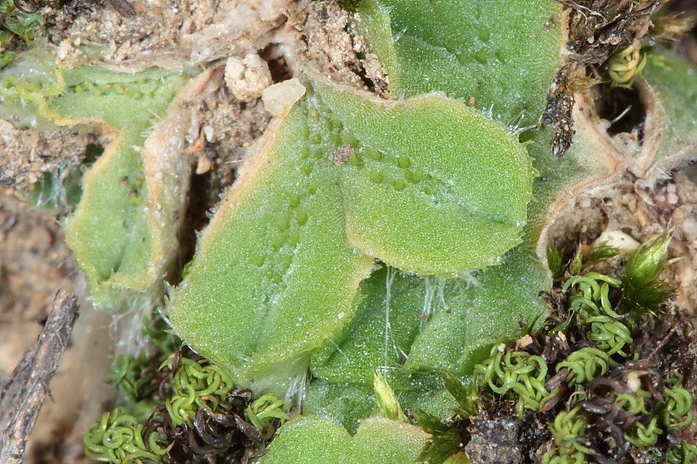 Riccia glauca L. ???