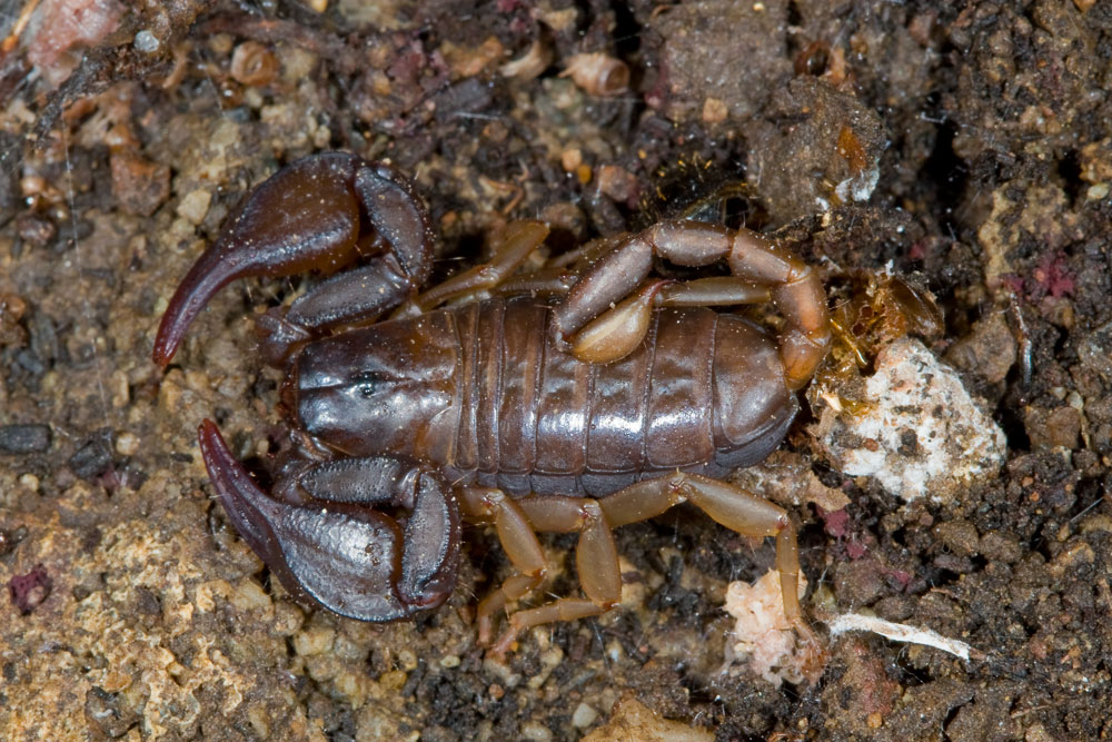 Euscorpius sp.