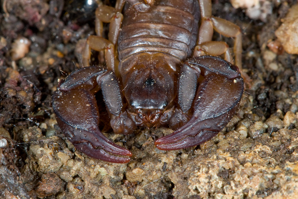 Euscorpius sp.