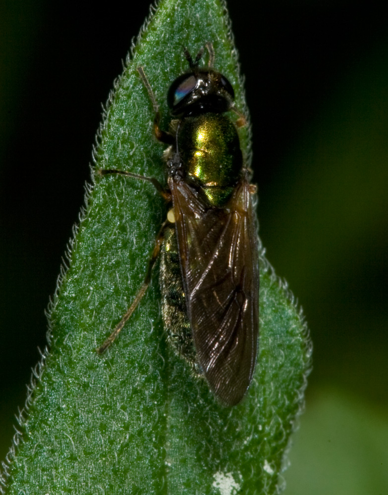 Chloromyia formosa