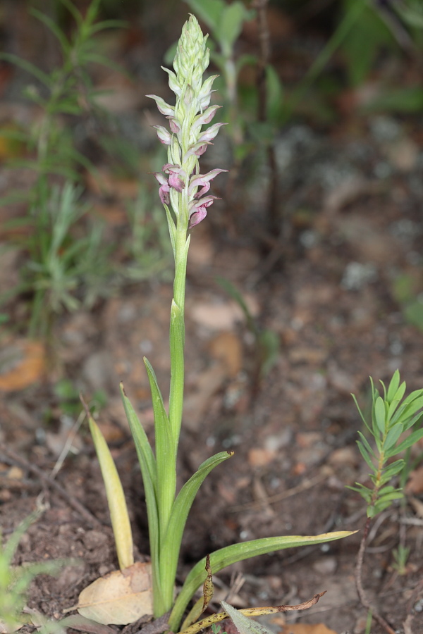 Orchis coriophora ssp fragrans