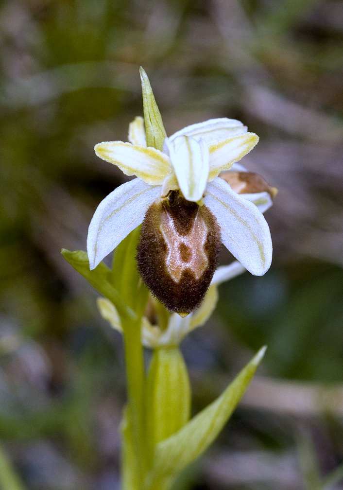 Ophrys tyrrhena