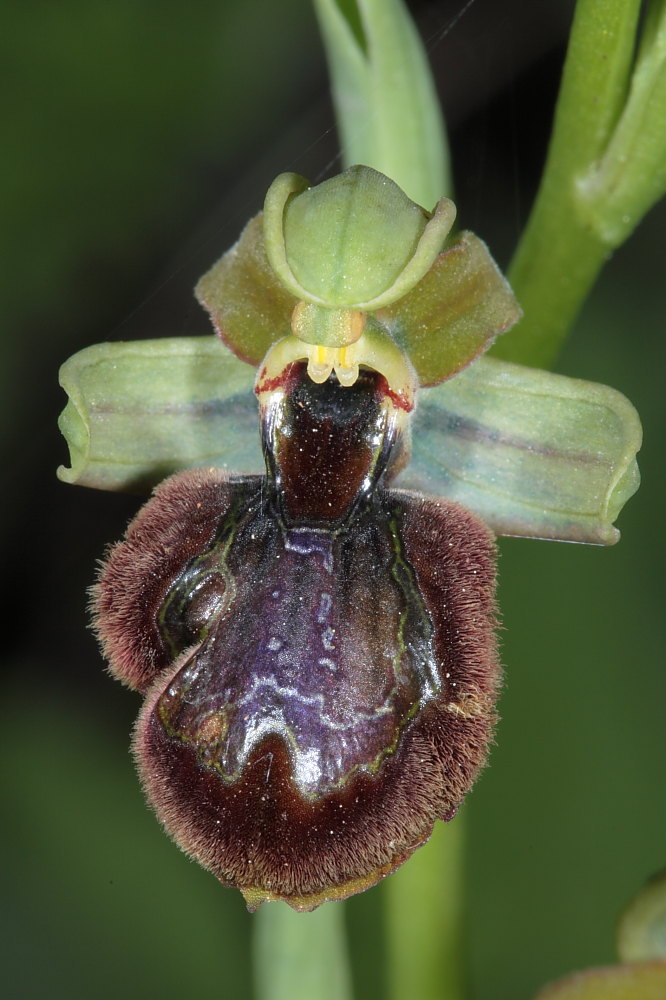 Ophrys sphegodes a Viareggio