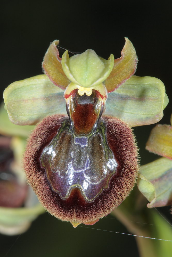 Ophrys sphegodes a Viareggio