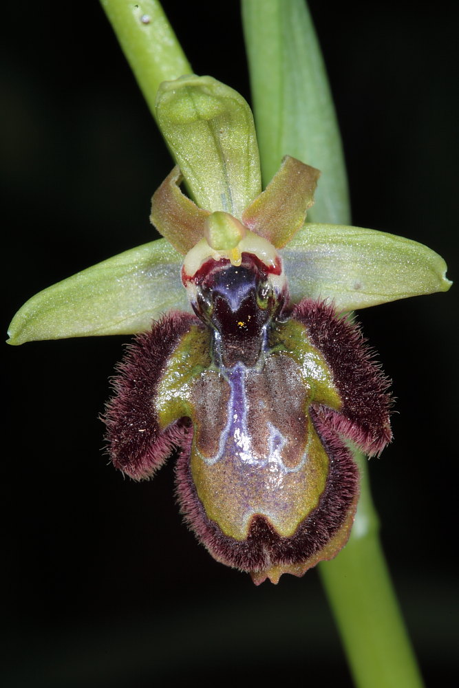 Ophrys sphegodes a Viareggio