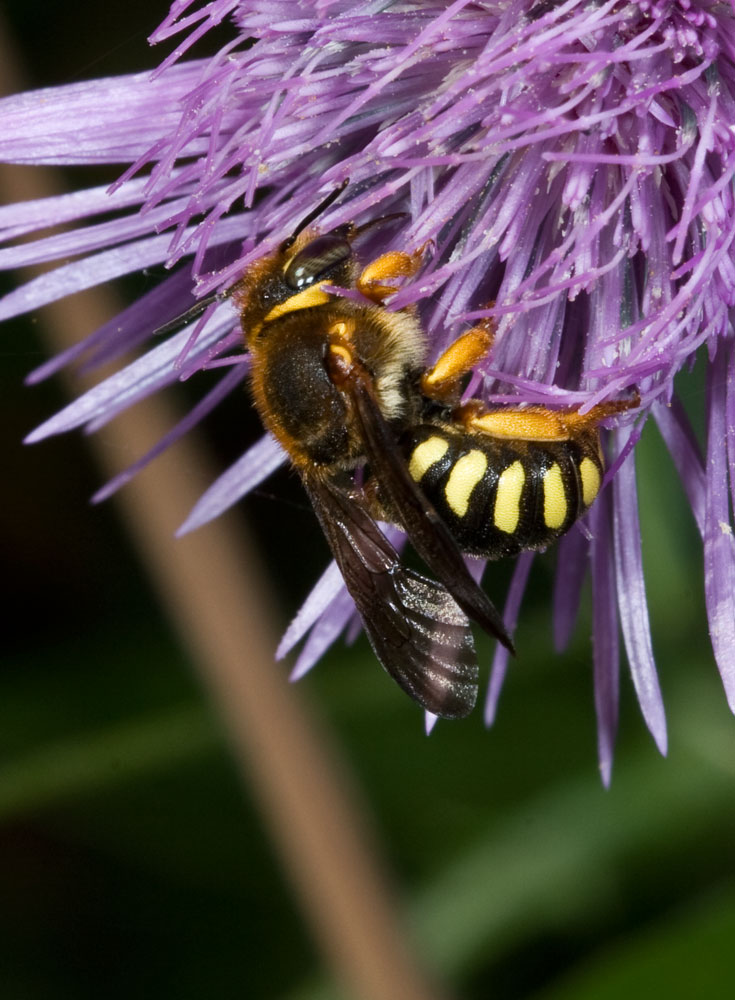 Anthidium sp.