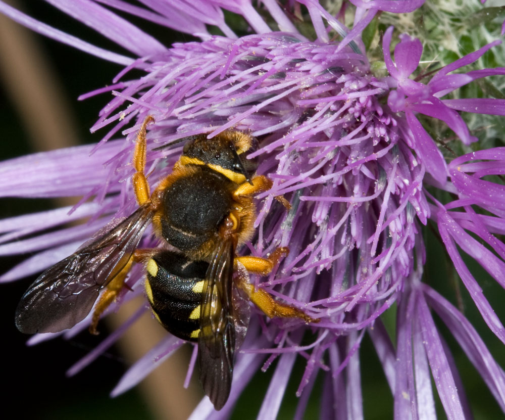 Anthidium sp.