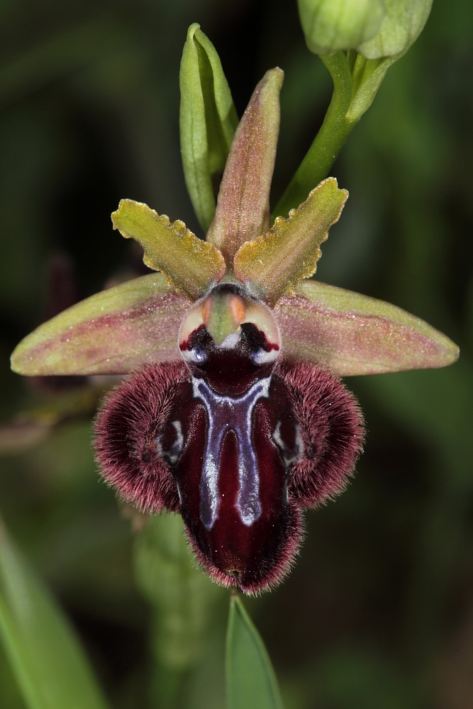 O. incubacea impellicciata