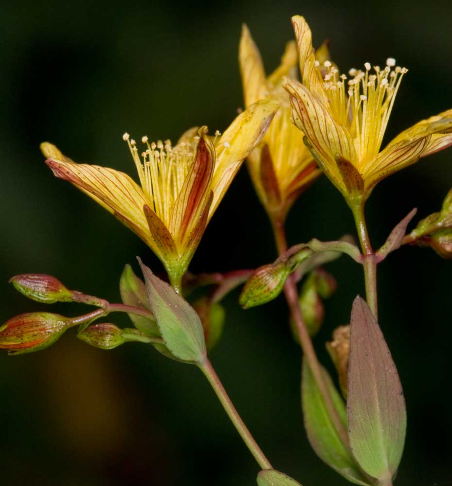 Hypericum australe