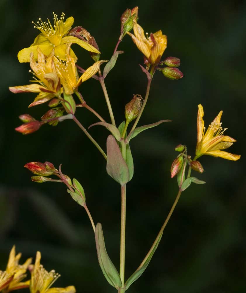 Hypericum australe