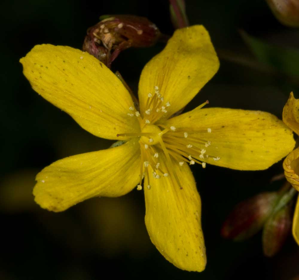 Hypericum australe