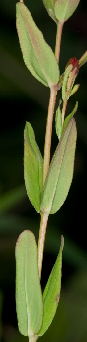 Hypericum australe