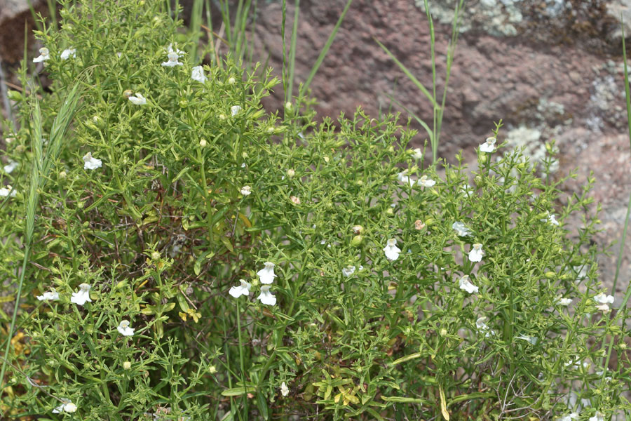 Stachys glutinosa / Betonica fetida