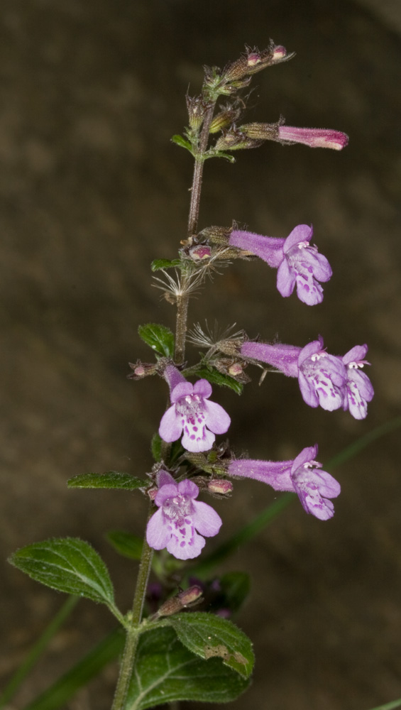 ID Labiata !! - Calamintha nepeta