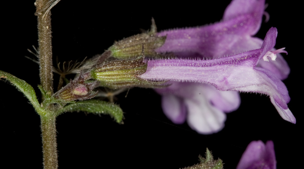 ID Labiata !! - Calamintha nepeta