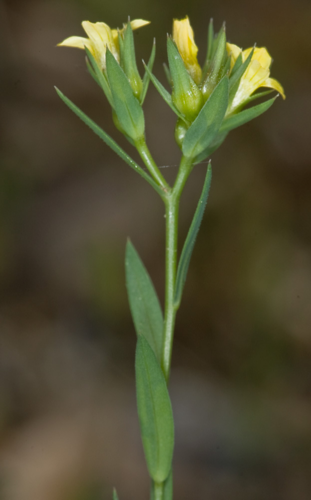 Linum strictum