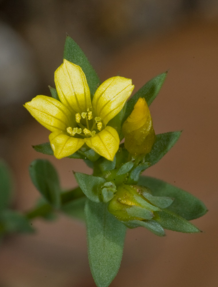 Linum strictum