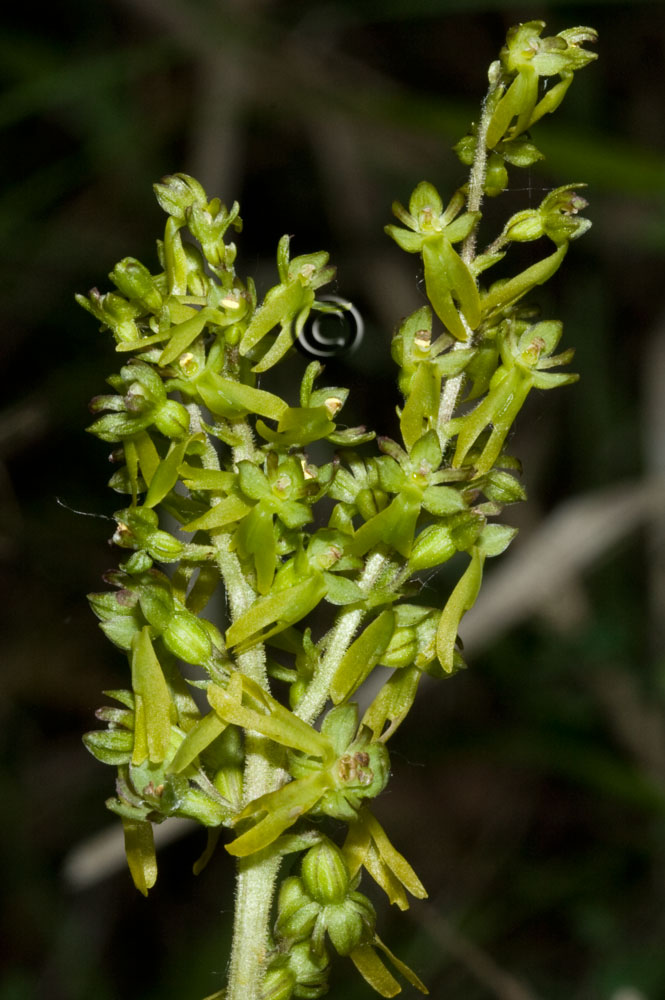 ...doppio lusus in esemplare di Listera ovata