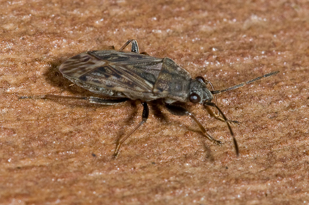 Lygaeidae: Peritrechus gracilicornis