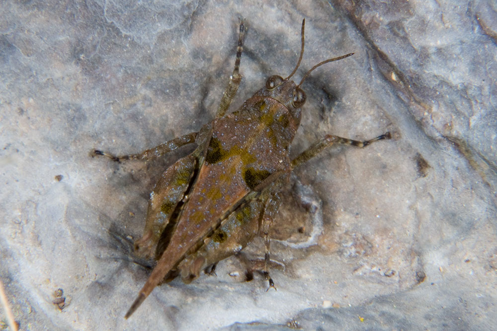 Tetrigidae (richiesta ID)