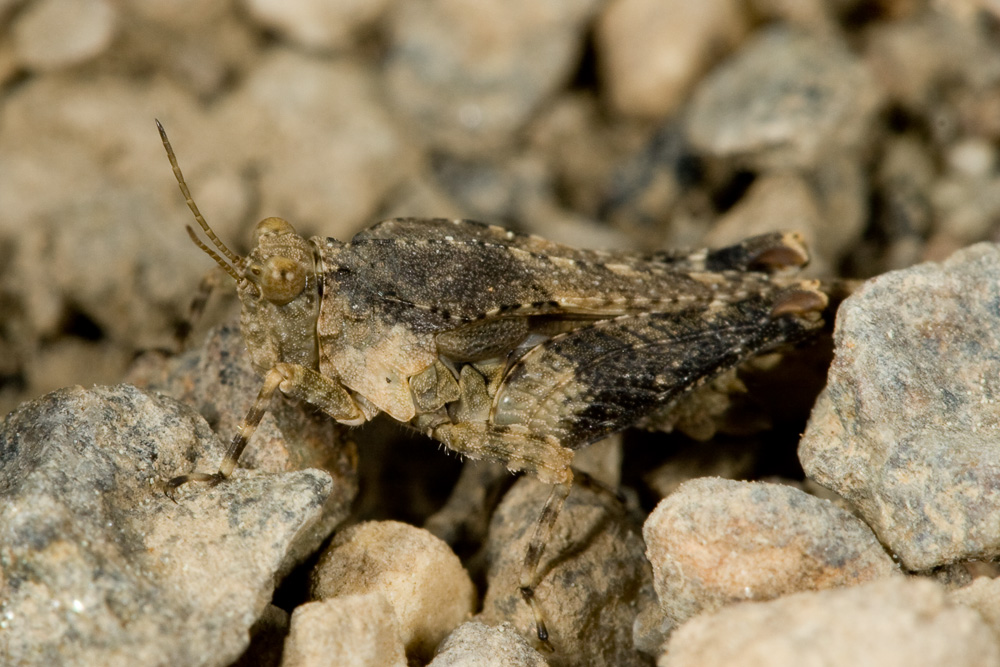 Tetrigidae (richiesta ID)