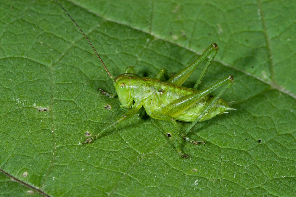 Ninfa di Tettigonia viridissima