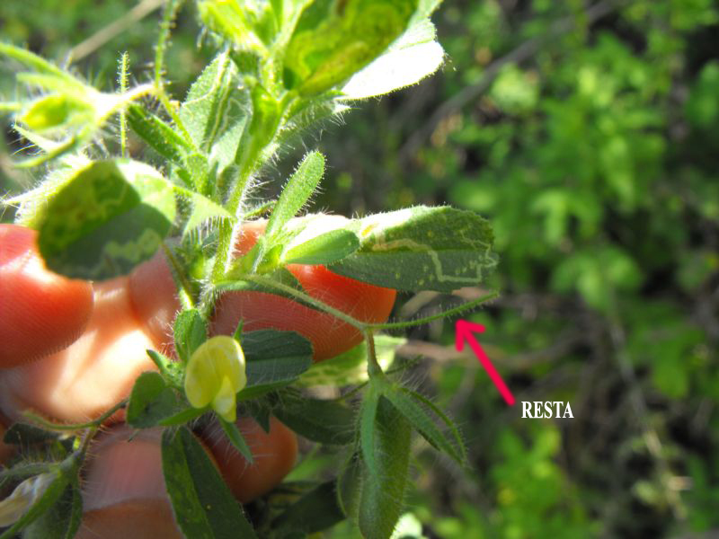 Ononis breviflora (= O.viscosa subsp. breviflora) / Ononide a fiori brevi