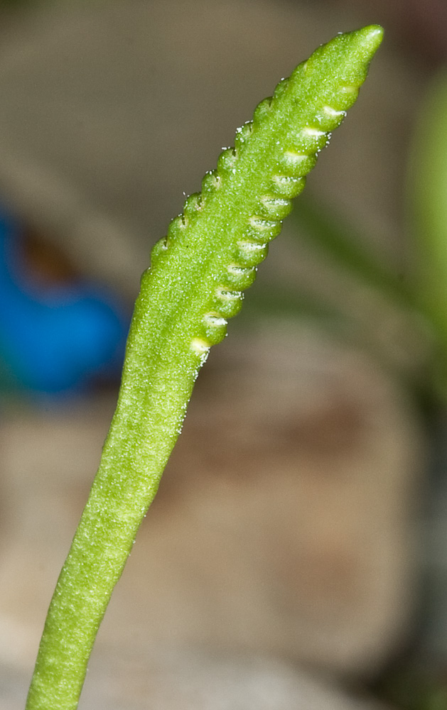 Ophioglossum lusitanicum