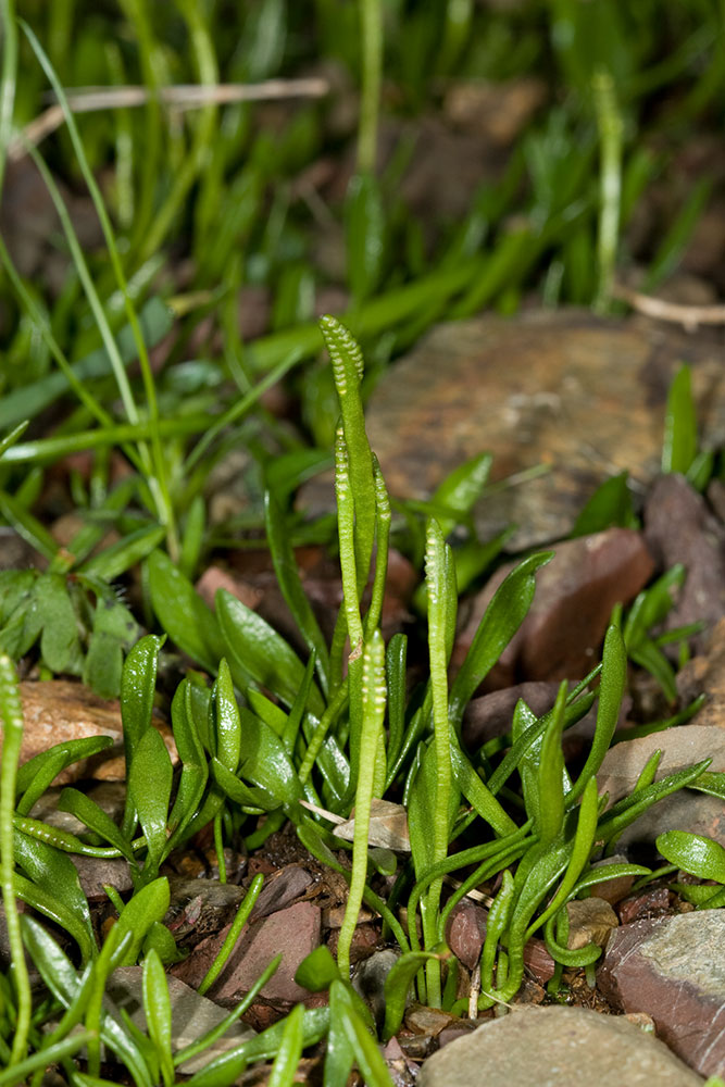 Ophioglossum lusitanicum