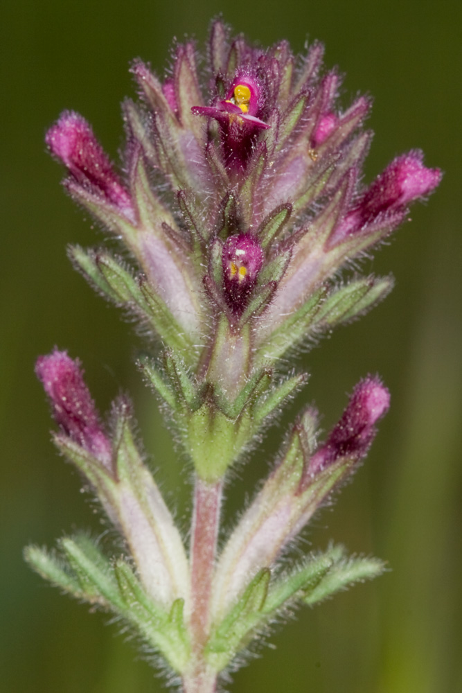 Parentucellia latifolia