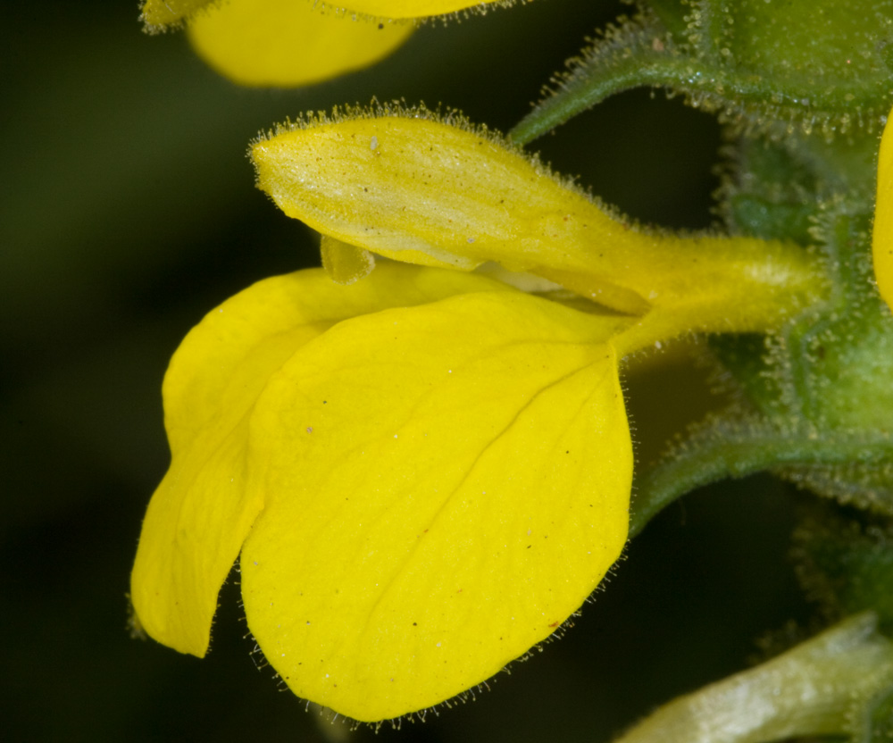 Parentucellia viscosa / Perlina maggiore