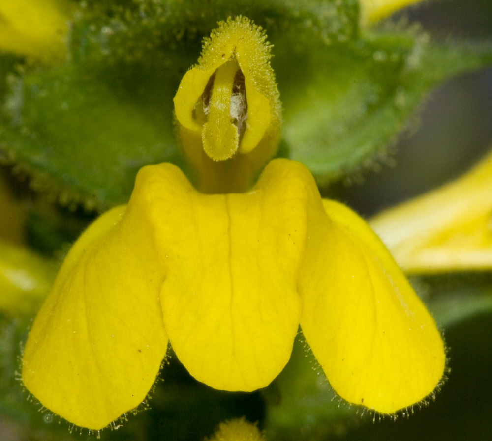 Parentucellia viscosa / Perlina maggiore