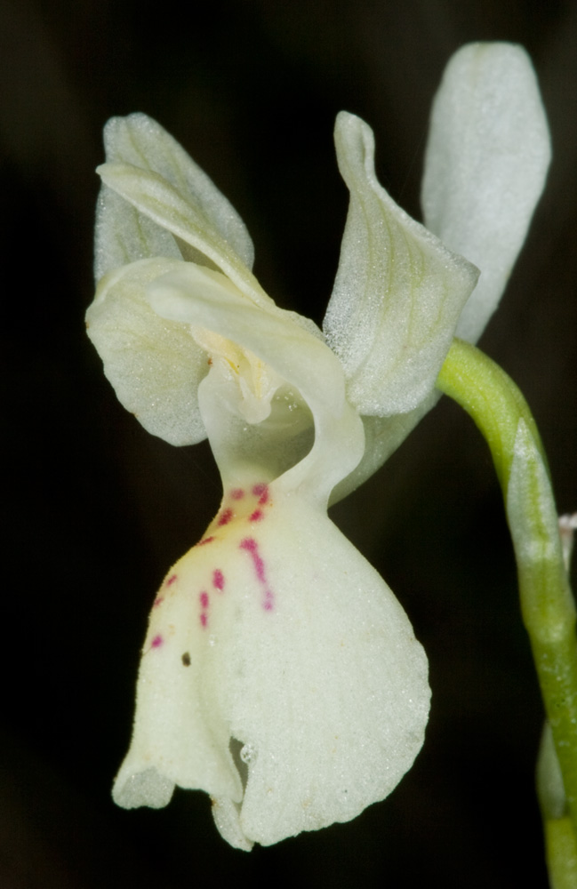 Orchis pauciflora