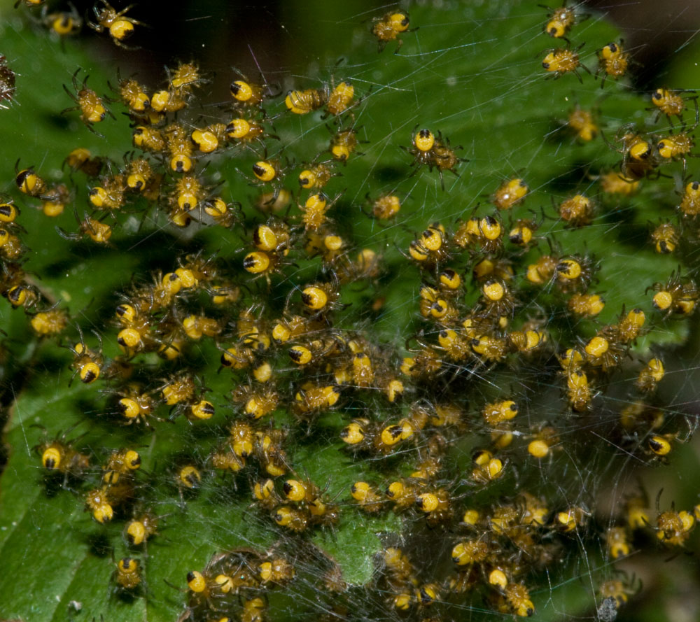 Giovanissimi di Araneus diadematus