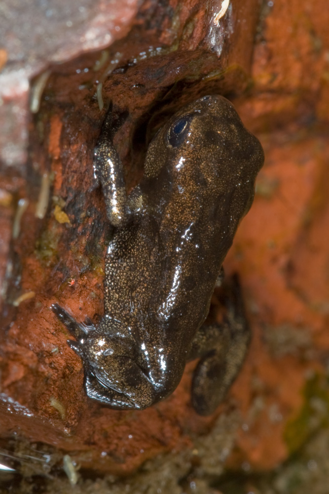 Girini di Bufo bufo a fine metamorfosi?